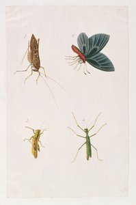 マラッカの動物、昆虫、爬虫類の絵からの4つの昆虫、c.1805-18（紙とトイレとガッシュ）